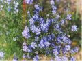 blue flowers.jpg